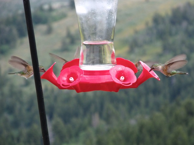 2011/08(Aug)/Hummingbirds/2011-08-Hummingbirds  1.jpg.jpg